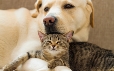 Artrose bij honden, katten en konijnen