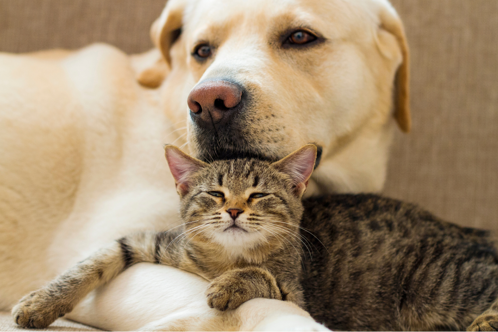 Artrose bij honden, katten en konijnen