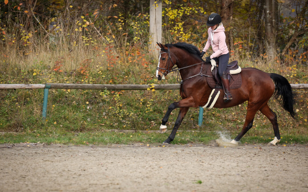 Soepele warming-up voor jouw paard