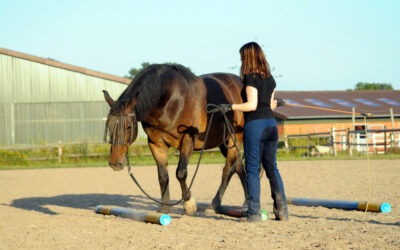 Gewrichtsklachten bij je paard, wat kun je doen?