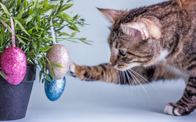 Paastips met je kat