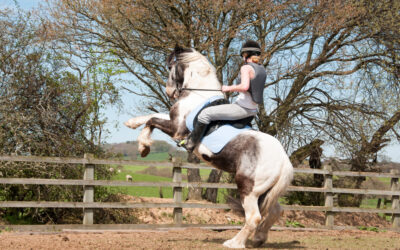 Stressgevoelig paard, wat kun je doen?