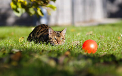 Plezier met je kattendier – activity ball