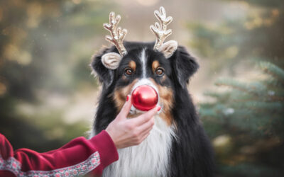 Kerstplezier met je huisdier