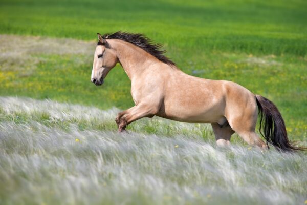 Horse Joint Support - Afbeelding 2