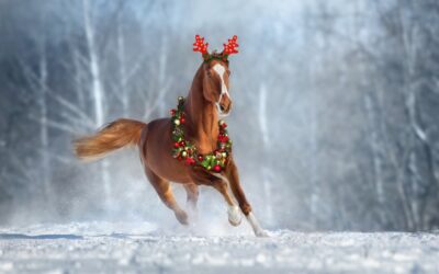 Kerstbeste look voor je paard