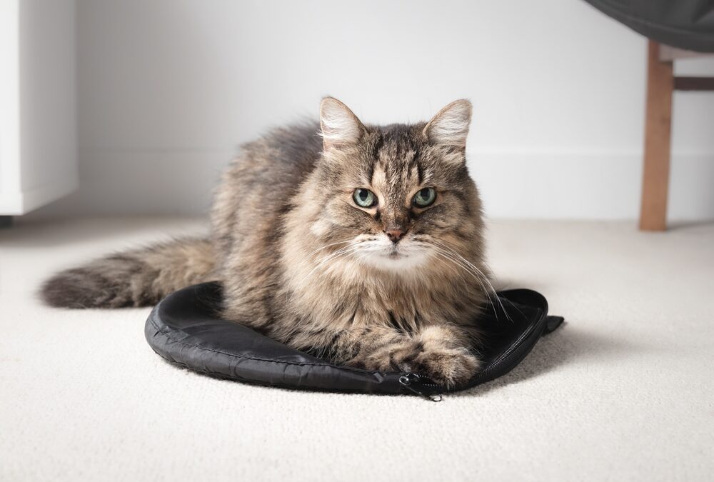 Verzorging van de senior kat