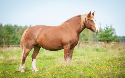 Equifair Exloo! Wij zijn erbij, jij ook?