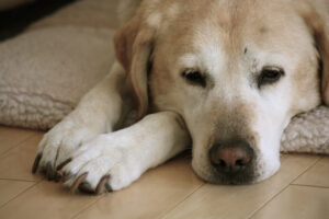 Old,Dog