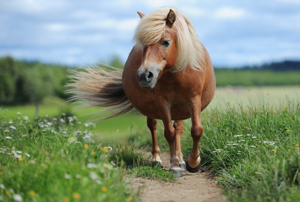Overgewicht bij paarden