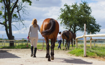 Gewrichtsklachten bij paarden, wat kan ik preventief en curatief doen?