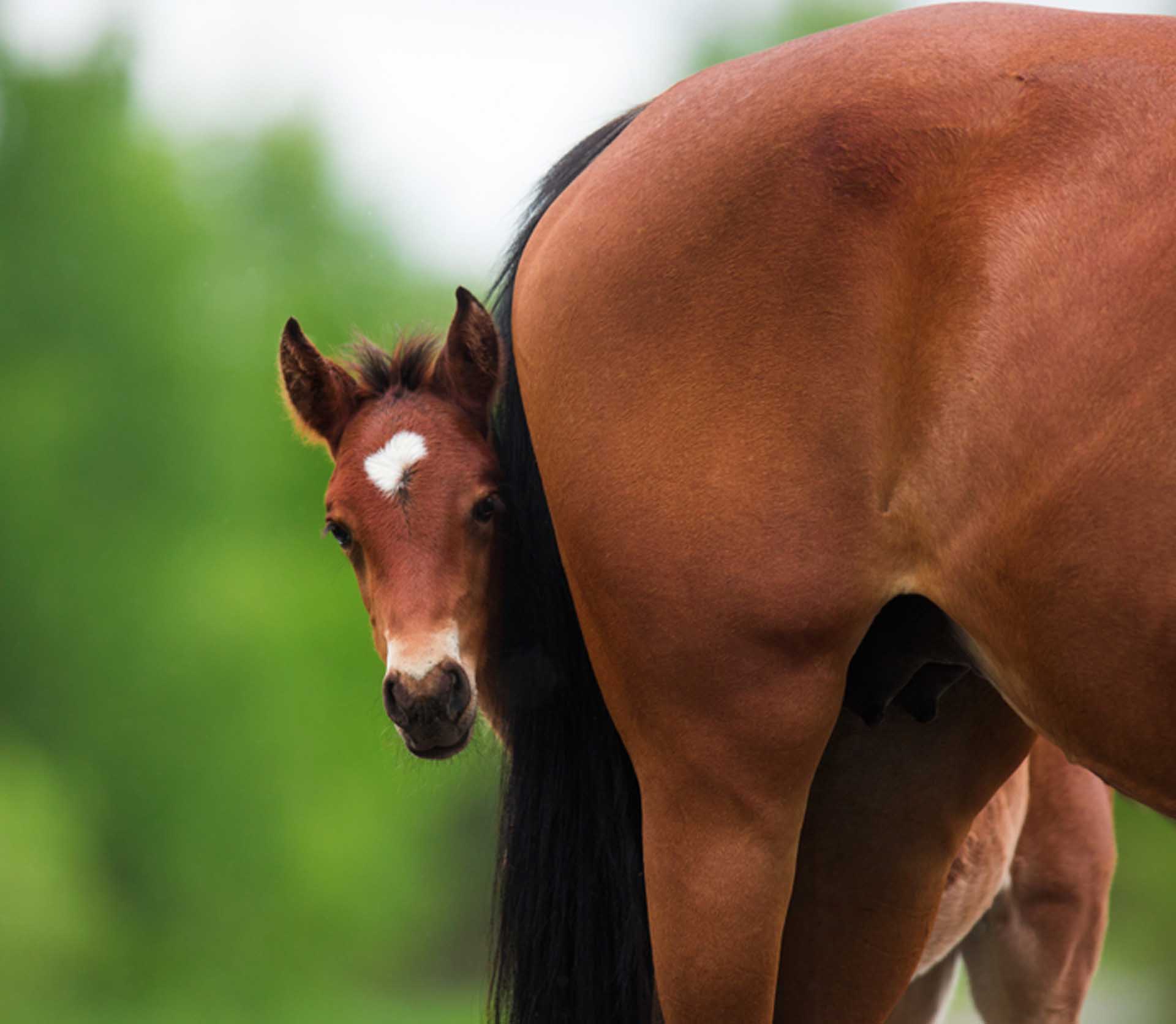 gezondheidscheck paard